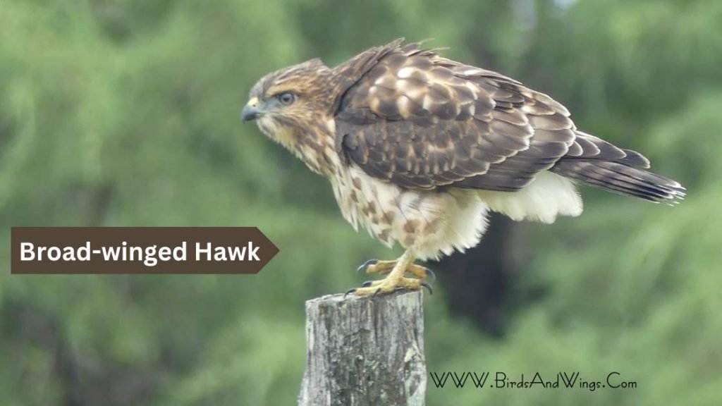 Broad-winged Hawk georgia