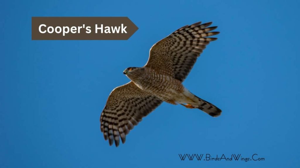 Cooper's Hawk in georgia