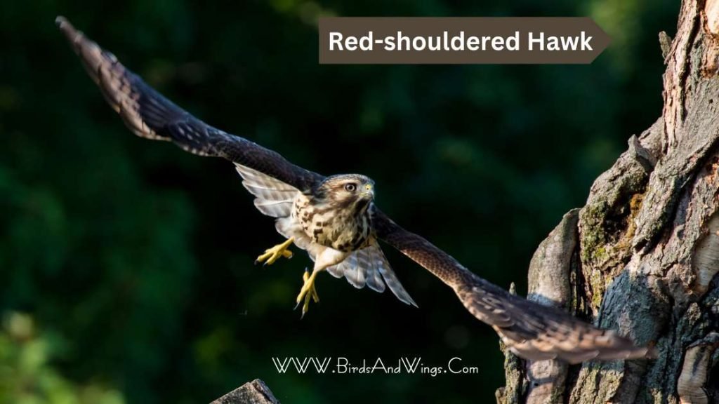 Red-shouldered Hawk in georgia