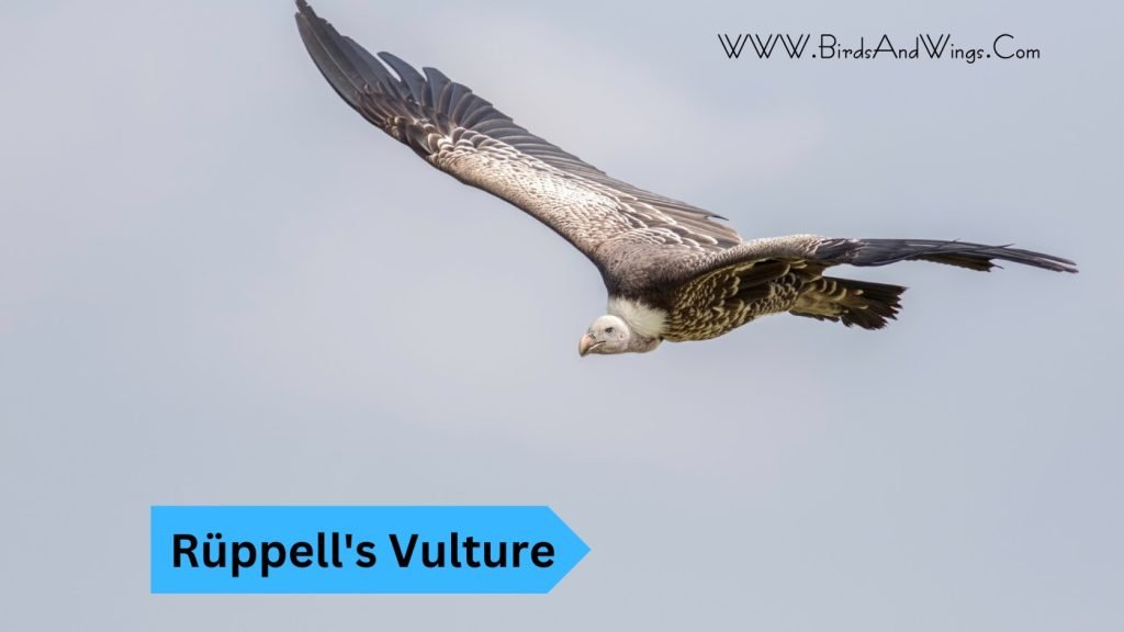 Rüppell's Vulture