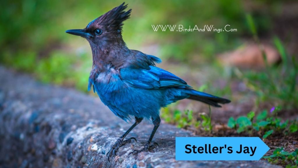 Steller's Jay (best blue and black birds)