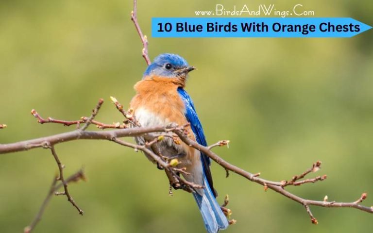 10 Blue Bird With Orange Chest – 2023