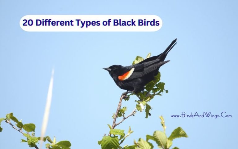 20 Different Types of Black Birds