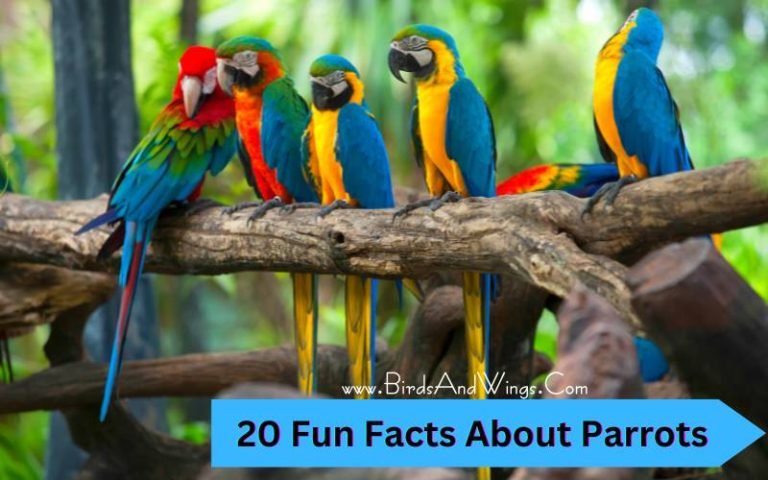 20 Fun Facts About Parrots