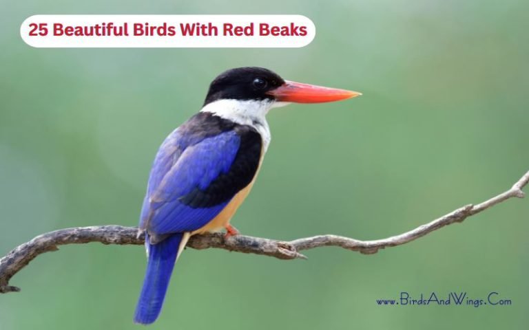 25 Beautiful Birds With Red Beaks