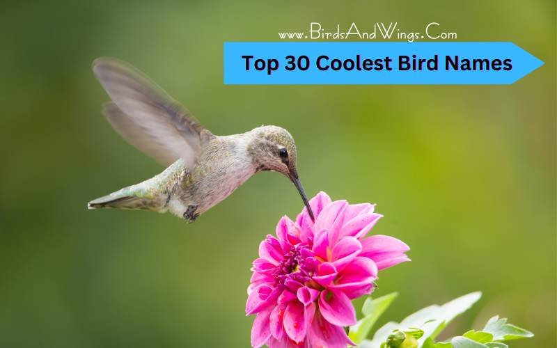Top 30 Coolest Birds Names