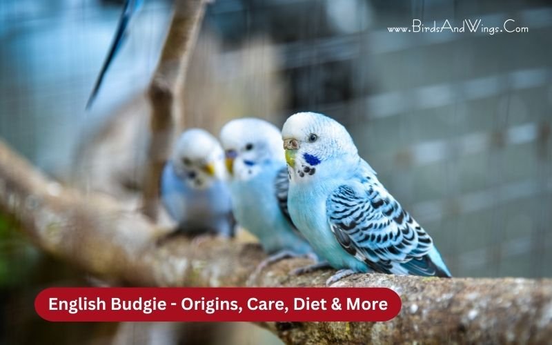 English Budgie – Origins, Care, Diet & More