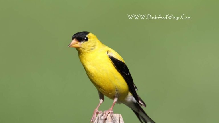 How to Attract American Goldfinches to Backyard