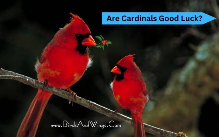 Are Cardinals Good Luck? What Do They Symbolize