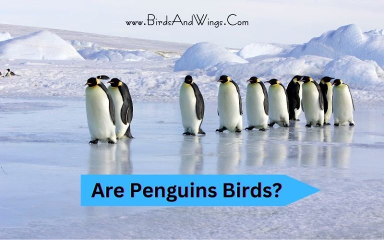 Are Penguins Birds? : Here’s the answer