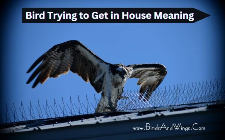 Bird Trying to Get in House Meanings: What Do They Symbolize?