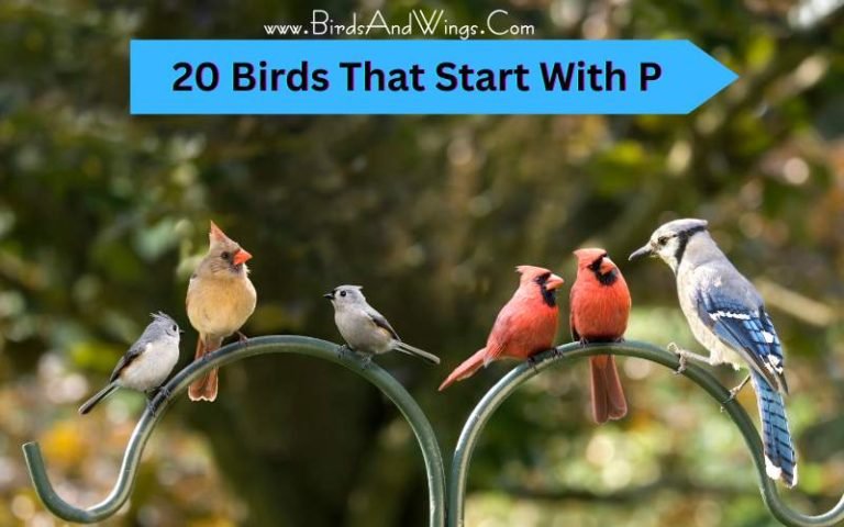 20 Birds That Start With P