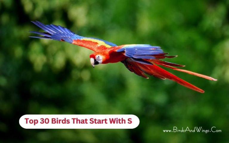 Top 30 Birds That Start With S