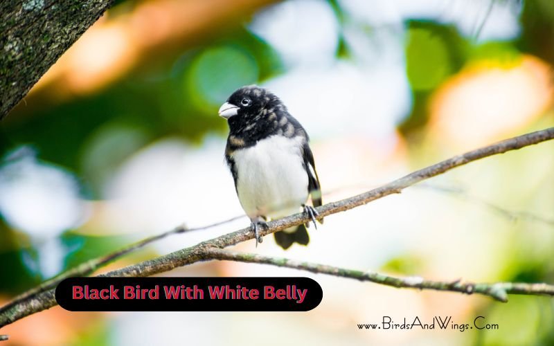 Black Birds with White Bellies