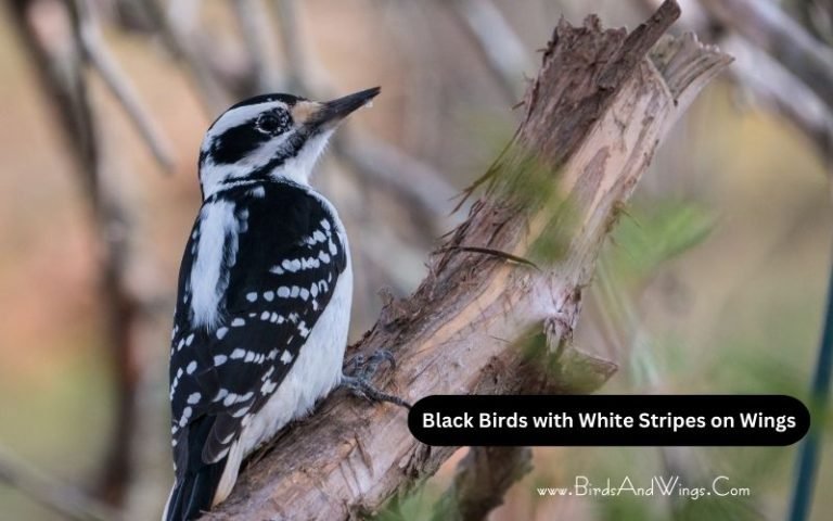 15 Black Bird with White Stripe on Wings: An In-Depth Look