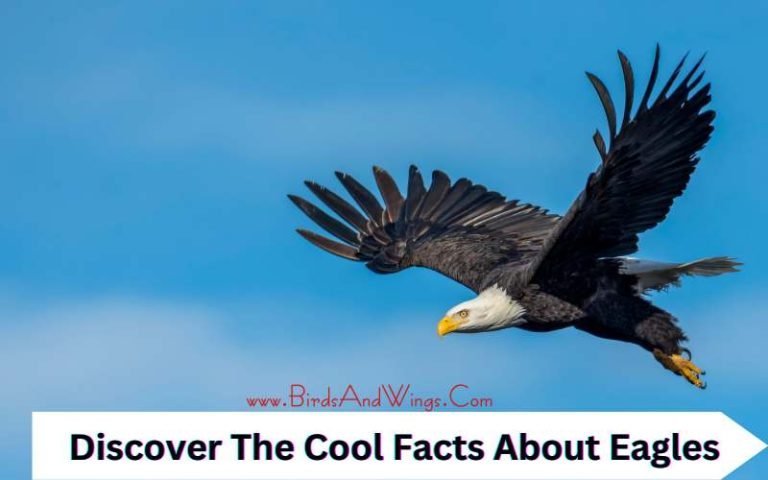 24 Eagle Facts: Discover The Cool Facts About Eagles