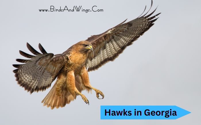 Hawks in Georgia
