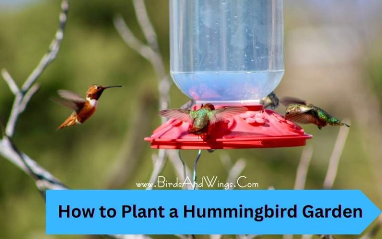 How to Plant a Hummingbird Garden: A Step-by-step Guide