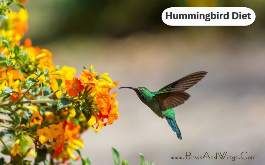 Hummingbird Diet: What Do Hummingbirds Eat?