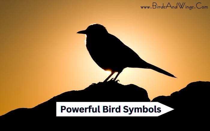 Powerful Bird Symbols