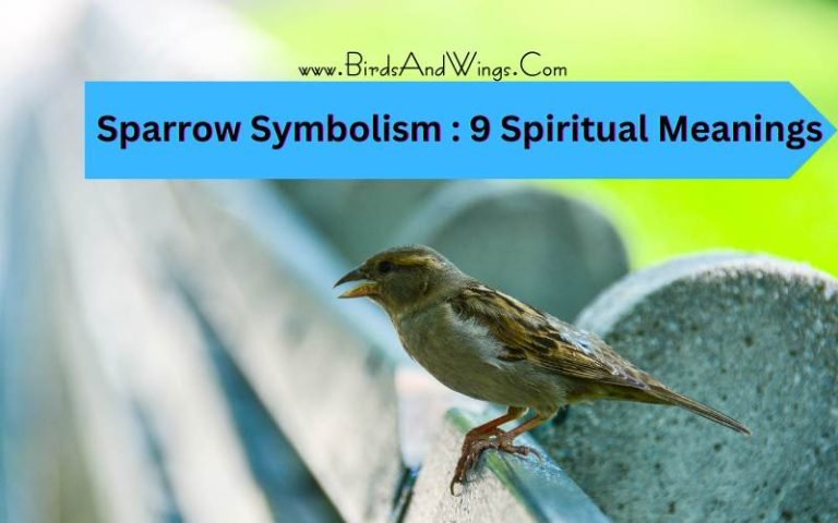 Sparrow Symbolism : 9 Spiritual Meanings