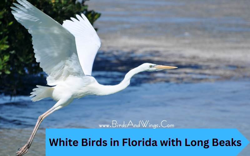 Top 10 Long Beaks White Birds in Florida