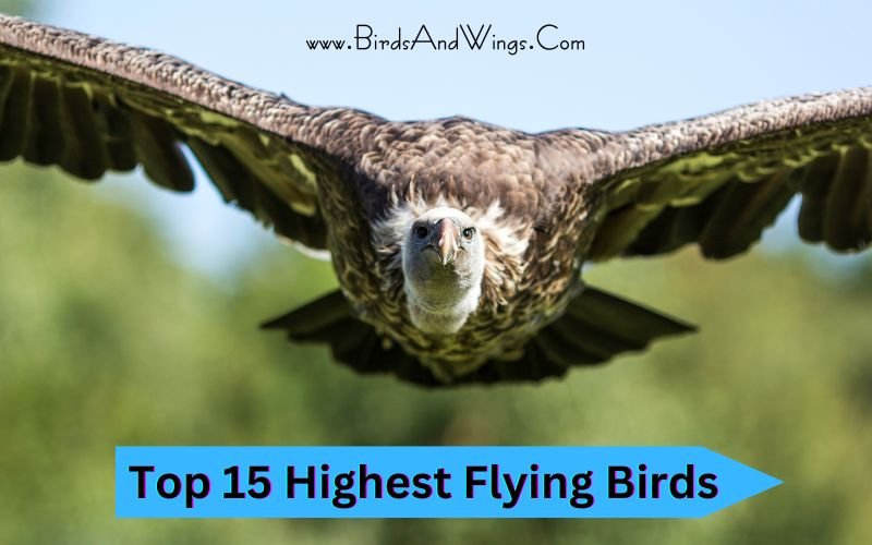 Top 15 Highest Flying Birds