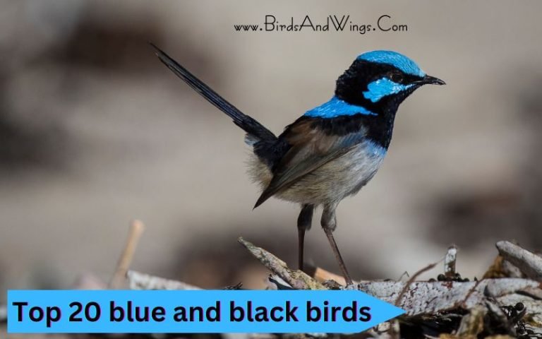 Top 20 blue and black birds (Photos, Facts, And ID)