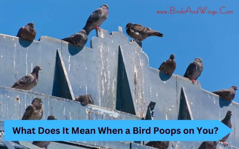 What Does It Mean When a Bird Poops on You?