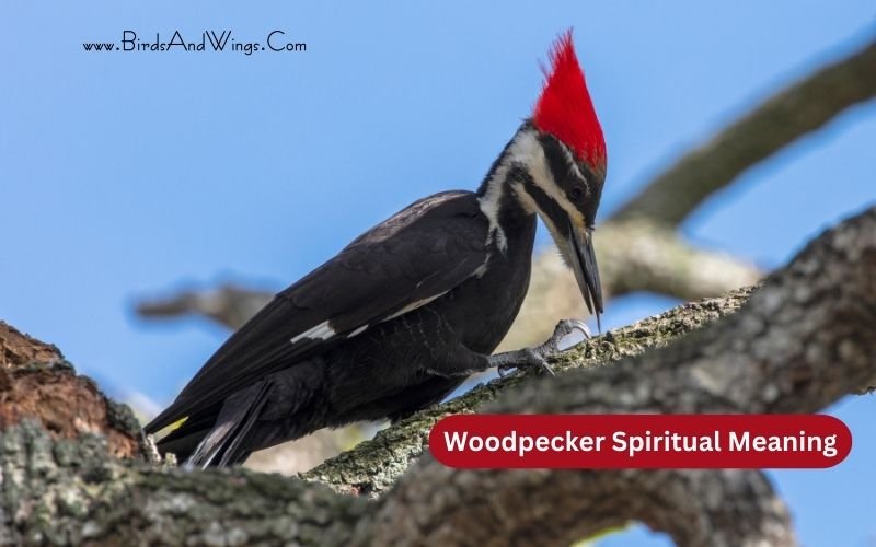 7 Spiritual Meanings Of A Woodpecker