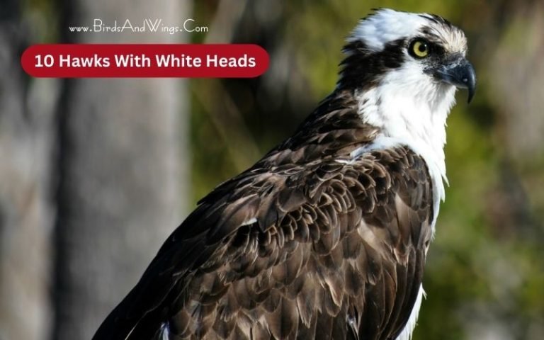 10 Hawks With White Heads – Identification and Information Guide