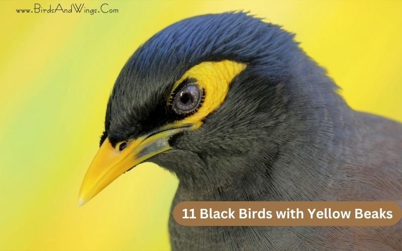 11 Black Birds with Yellow Beaks