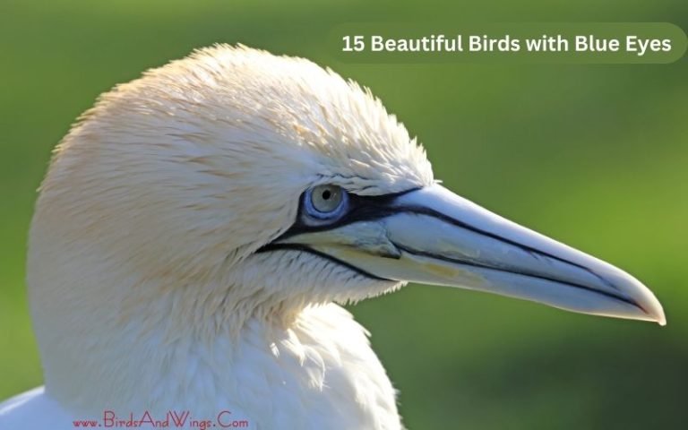 15 Beautiful Birds with Blue Eyes