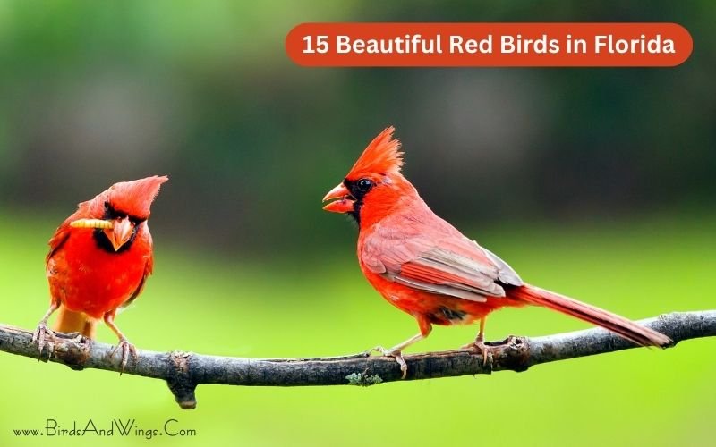15 Beautiful Red Birds in Florida