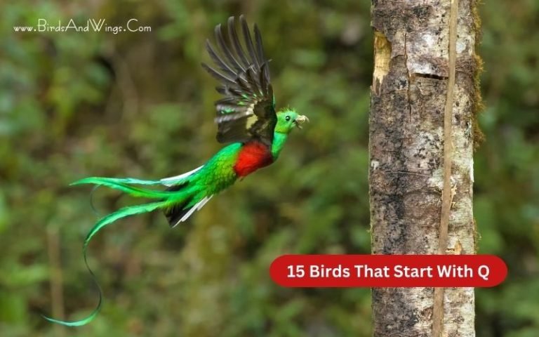 15 Birds That Start With Q