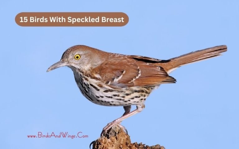 Top 15 Birds With Speckled Breast