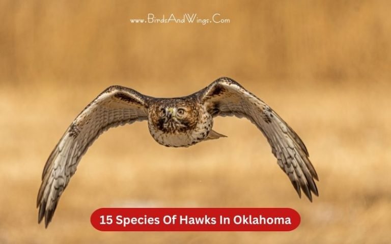 15 Species Of Hawks In Oklahoma