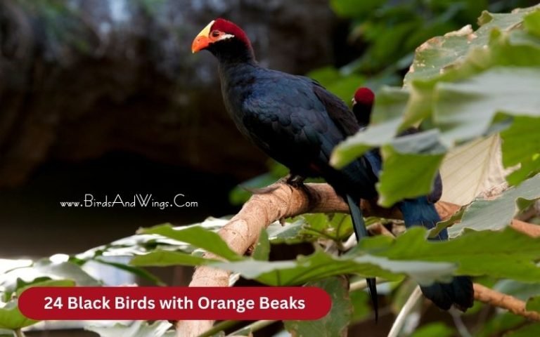 24 Black Birds with Orange Beaks