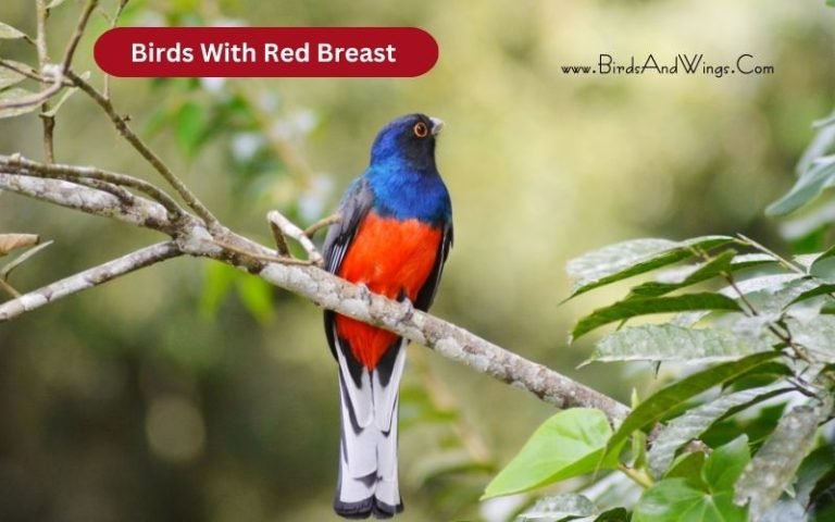 15 Birds With Red Breast [With Pictures]