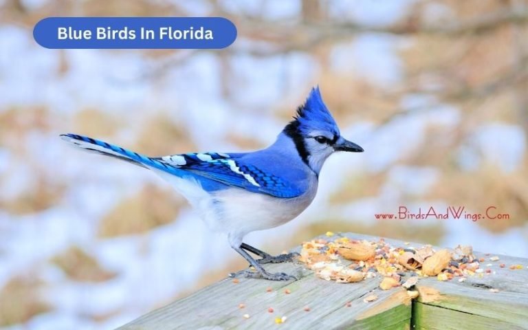 Top 25 Beautiful Blue Birds In Florida