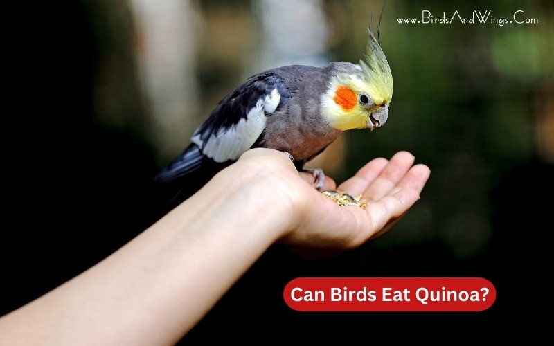 Can Birds Eat Quinoa? – All You Need To Know