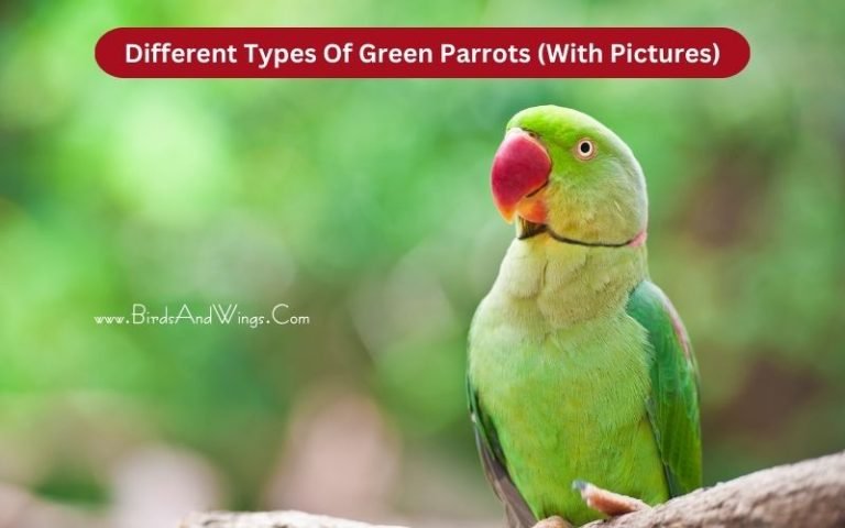 20 Different Types Of Green Parrots