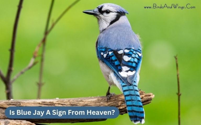 The Heavenly Sign of the Blue Jay: A Symbol of Beauty and Spiritual Wisdom