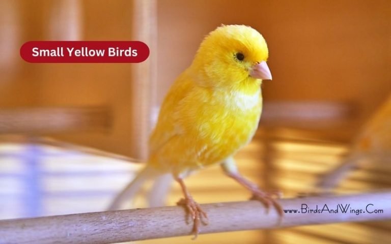 14 Small Yellow Birds You Should Know