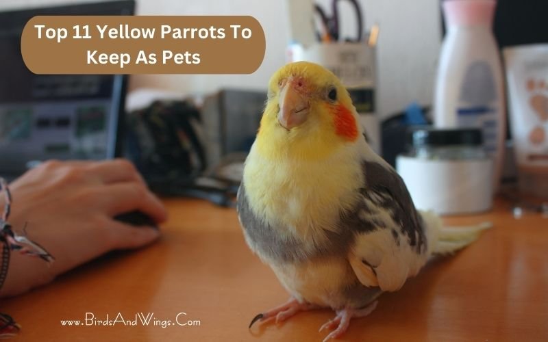 Top 11 Yellow Parrots To Keep As Pets