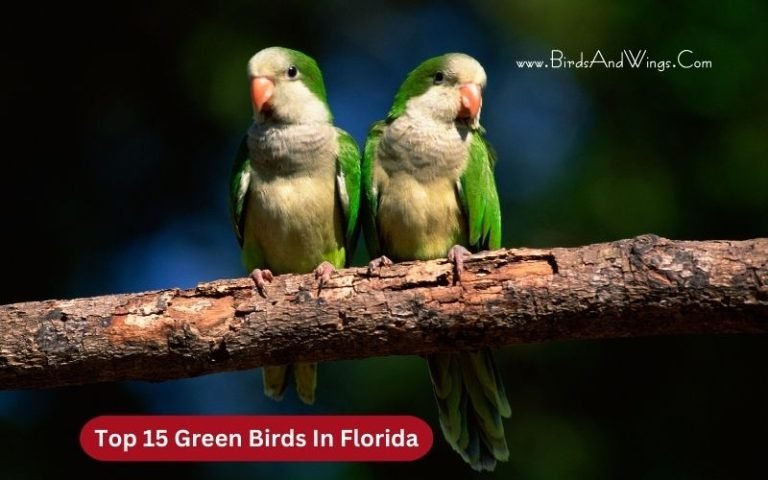 Top 15 Green Birds In Florida