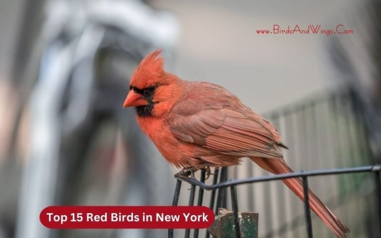Top 15 Beautiful Red Birds in New York