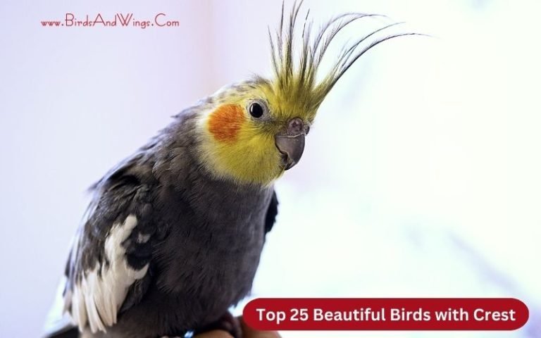 Top 25 Beautiful Birds with Crest