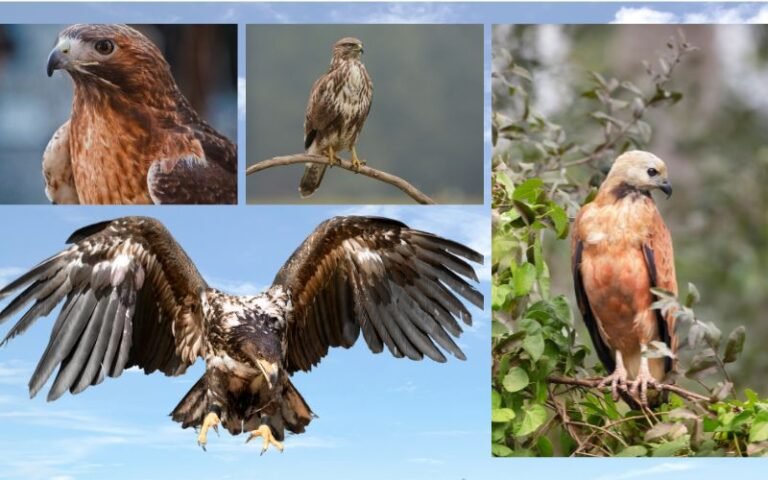 15 Species of Hawks in Arkansas