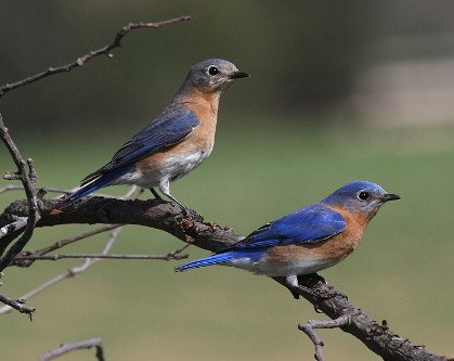 Bluebirds in Indiana